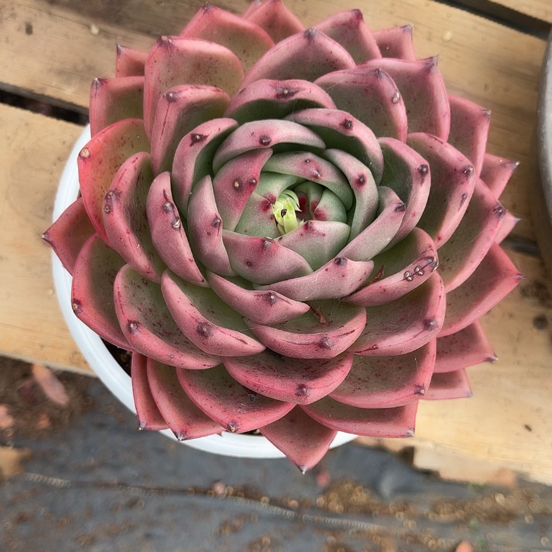 多肉植物麦当娜桃