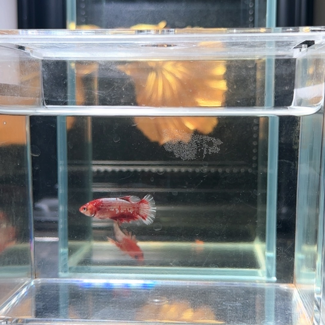 斗鱼活体观赏鱼好养耐活