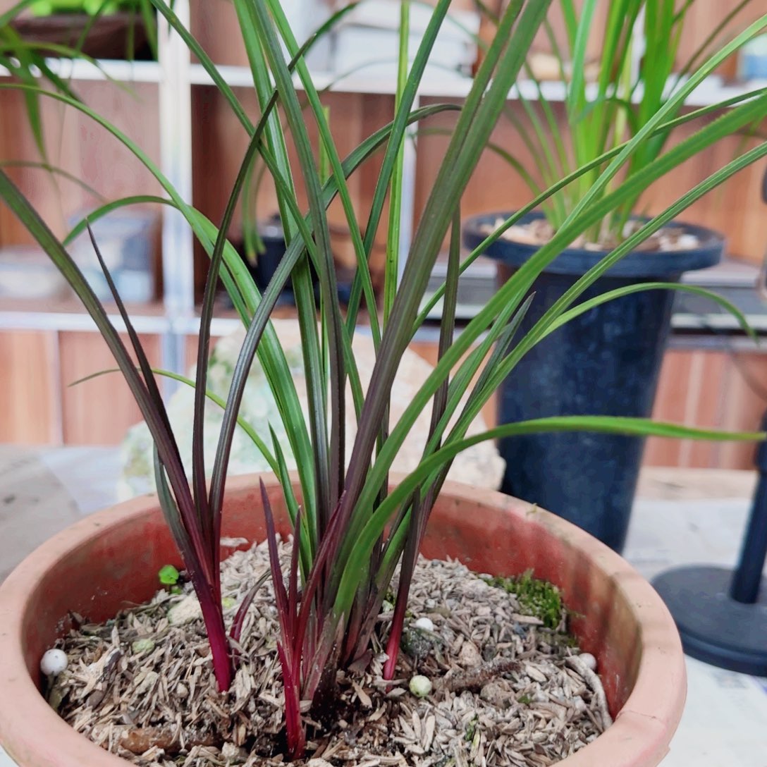 @***福完全开放惠兰红香妃