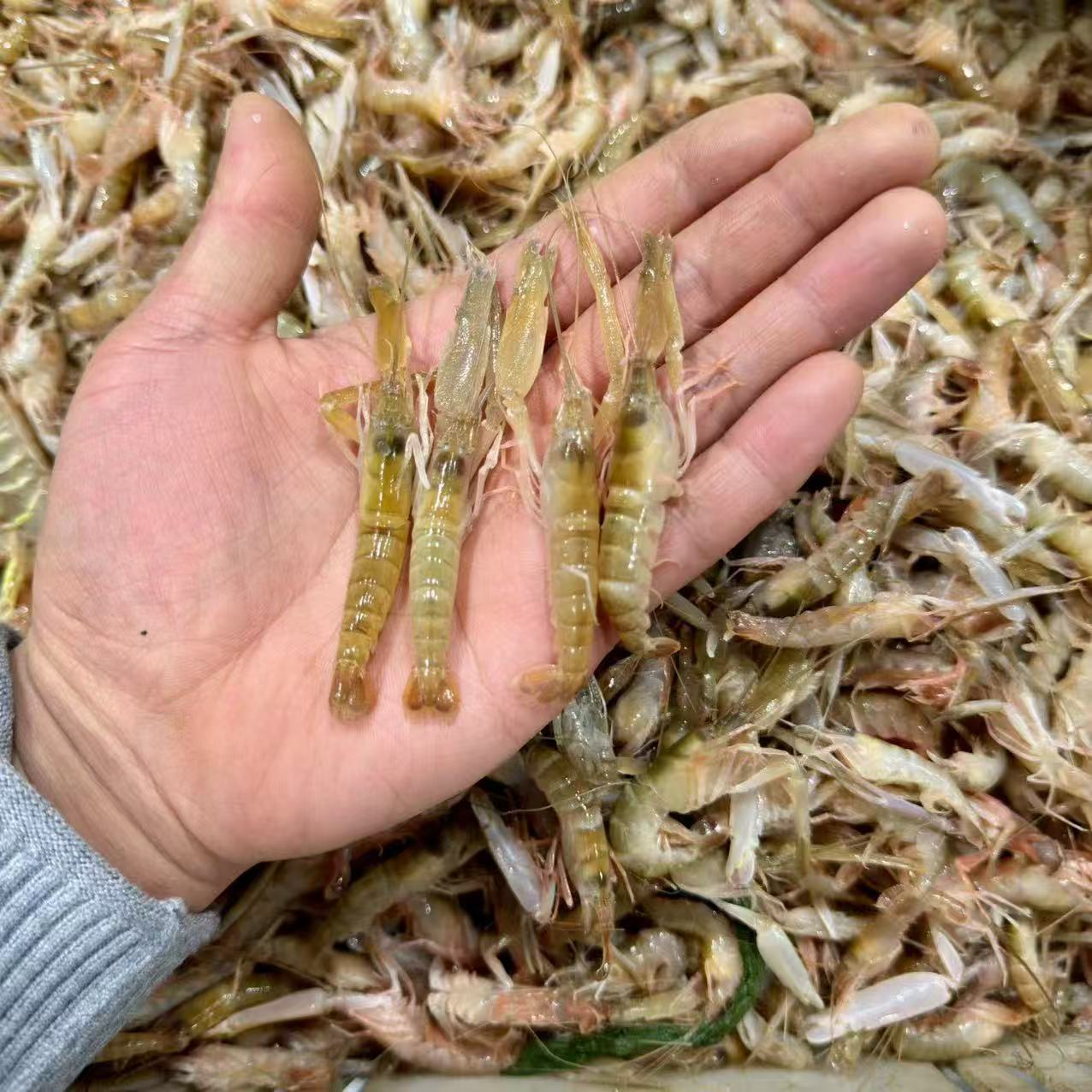 【3斤】渤海湾野生海捕嘎巴虾，小虾品种嫌小勿拍，南方干冰发货