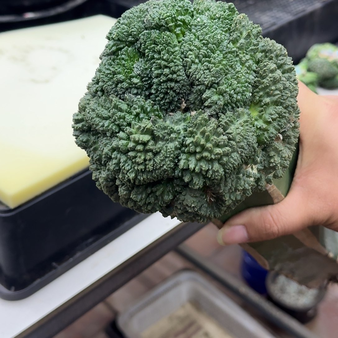 大型哥斯拉牡丹仙人球