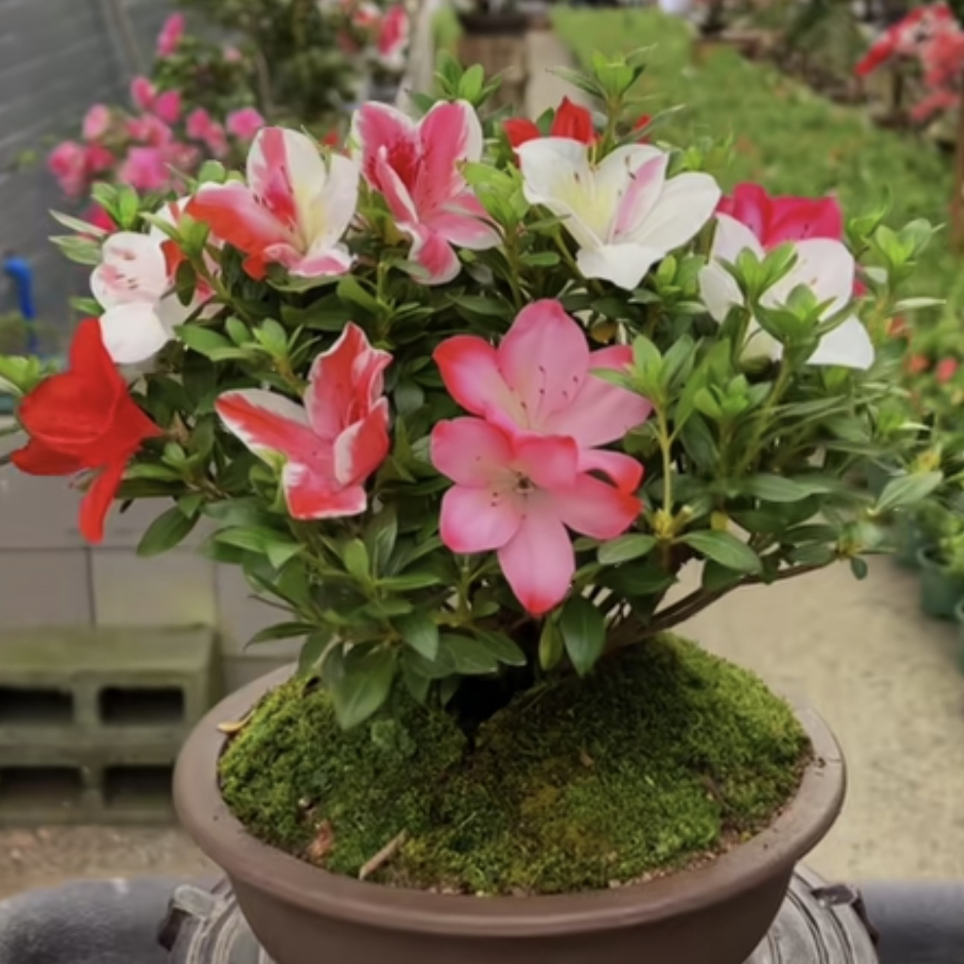 【花笠】皋月杜鹃花杜鹃室内外耐寒耐热好养