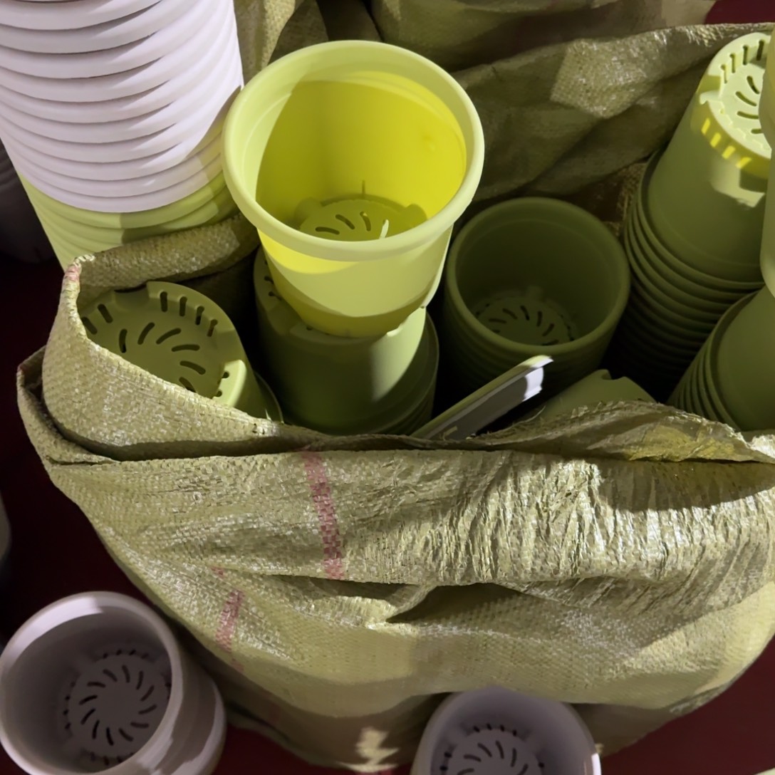 四季1号10个盆10个托盘果绿色的