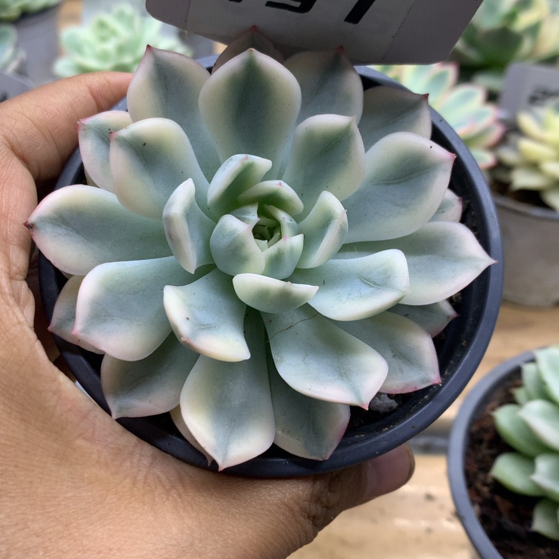 197月亮仙子锦锦锦锦锦
