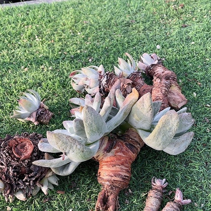 帕翠莎粗桩福利粗桩