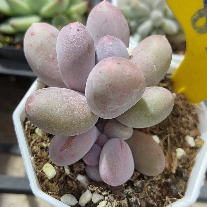 多肉植物米可奶852多肉