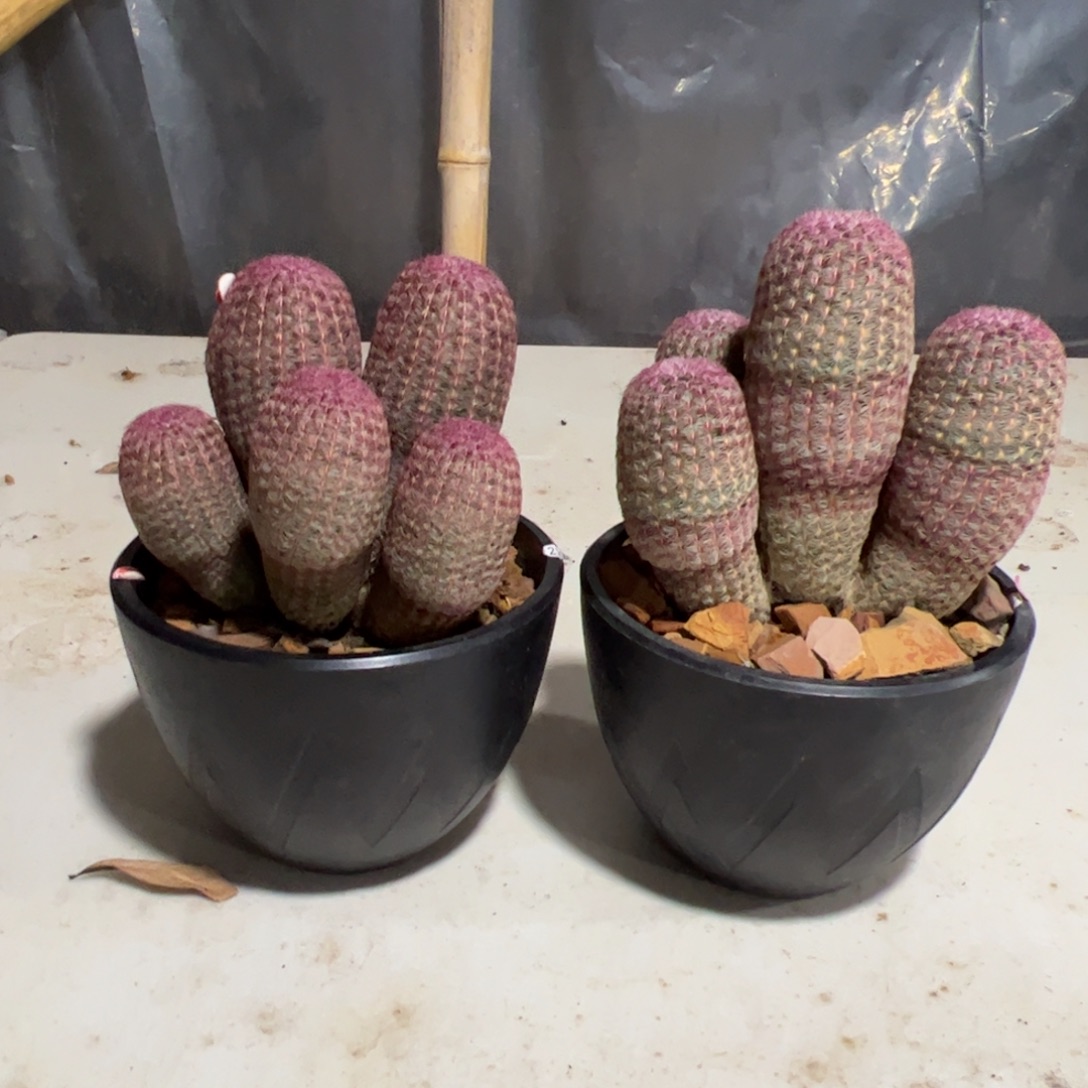 _***东红太阳群两颗一物一拍脱土发