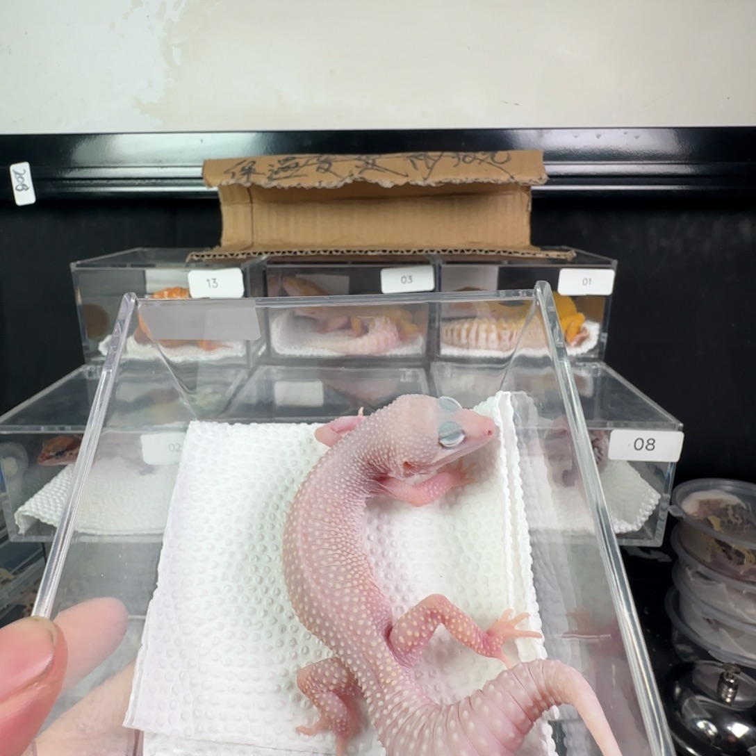 豹纹守宫恶魔白酒妹妹