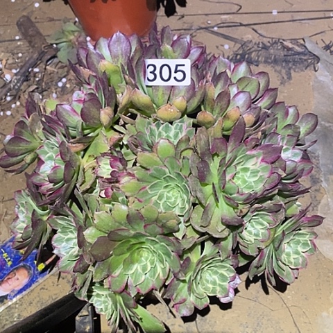 多肉植物法师305莲花