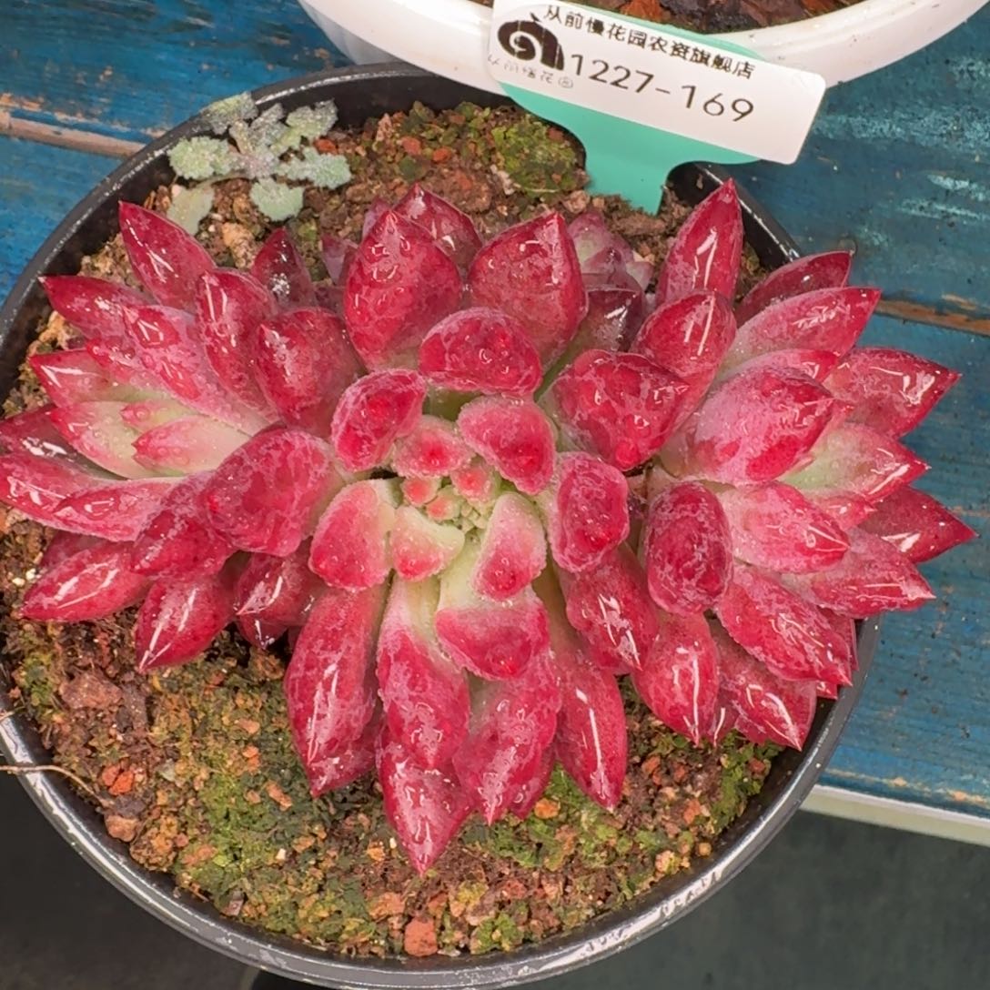 从前慢多肉编号1227-169