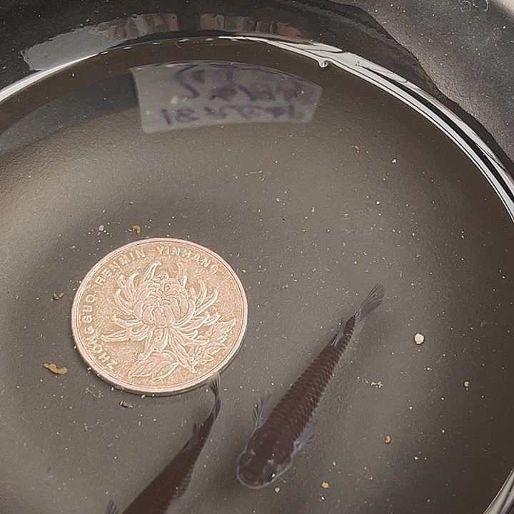 青鳉鱼黑天幻龙地球眼2条30号