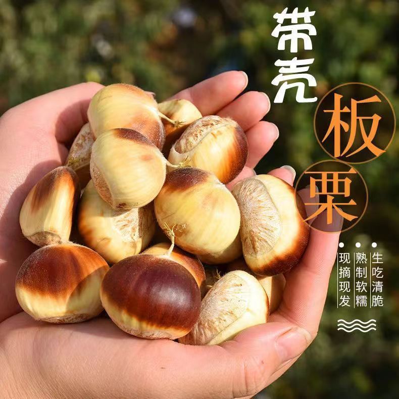 花壳嫩板栗罗田板栗新鲜板栗带壳