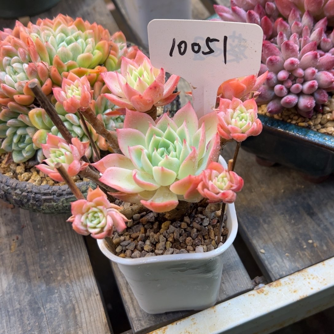 一***糖丝绸面纱10051号一物一拍