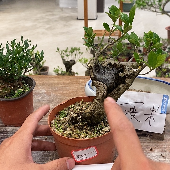 6***9完全开放海岛栀子花11