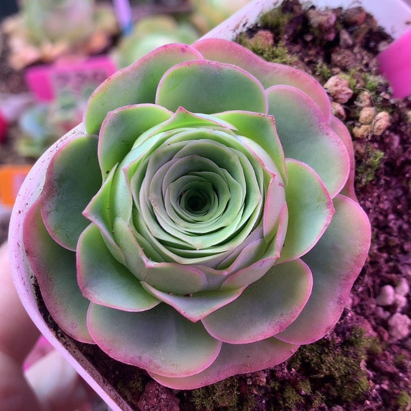 【闪购商品】福利556