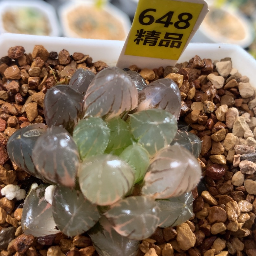 【闪购商品】648赤线