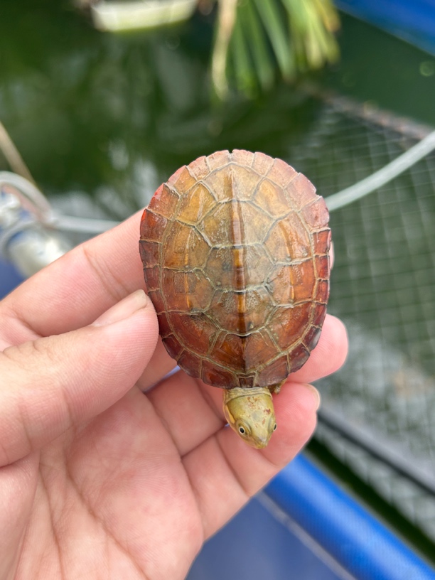 纯种黄喉龟小青龟