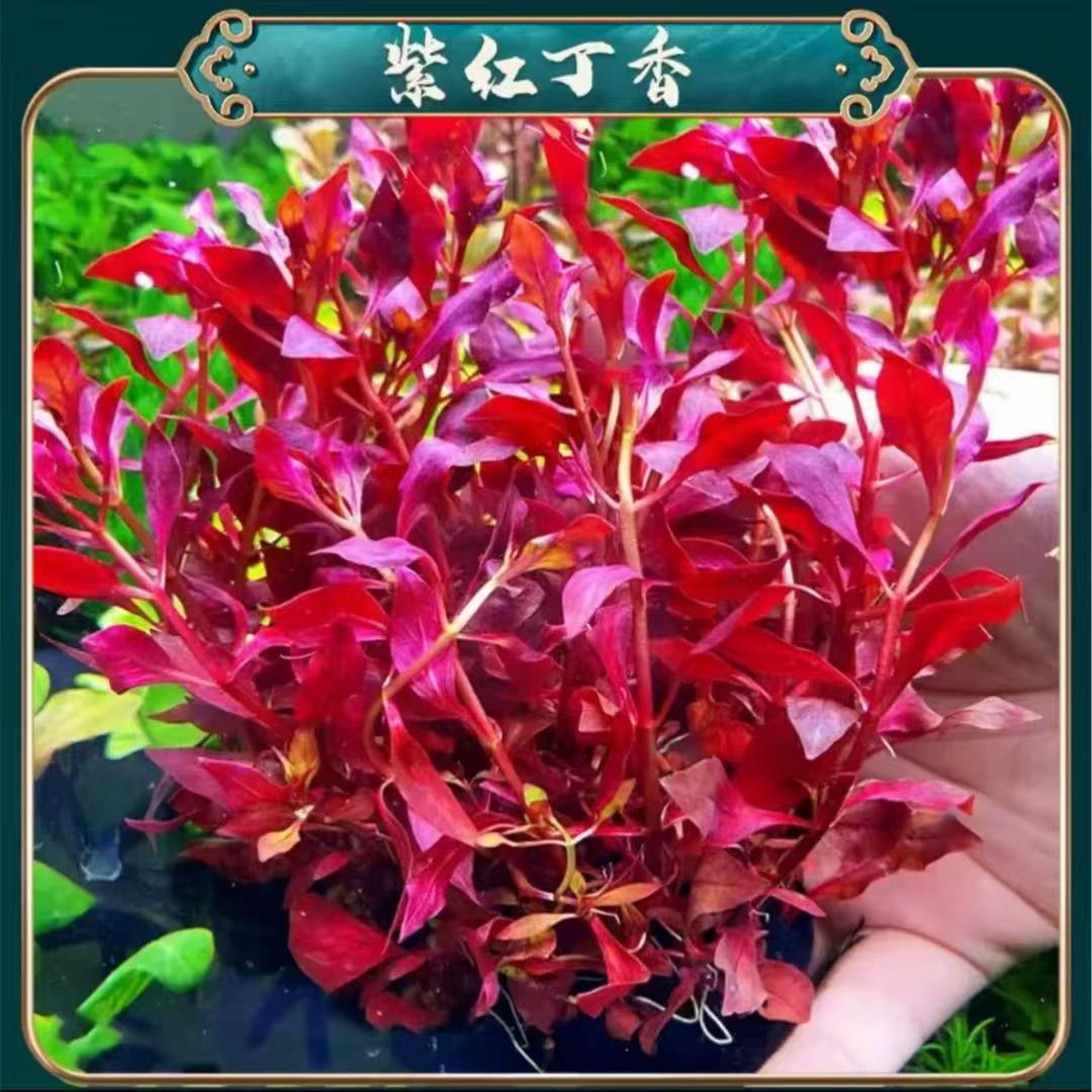 经典水草   紫红丁香