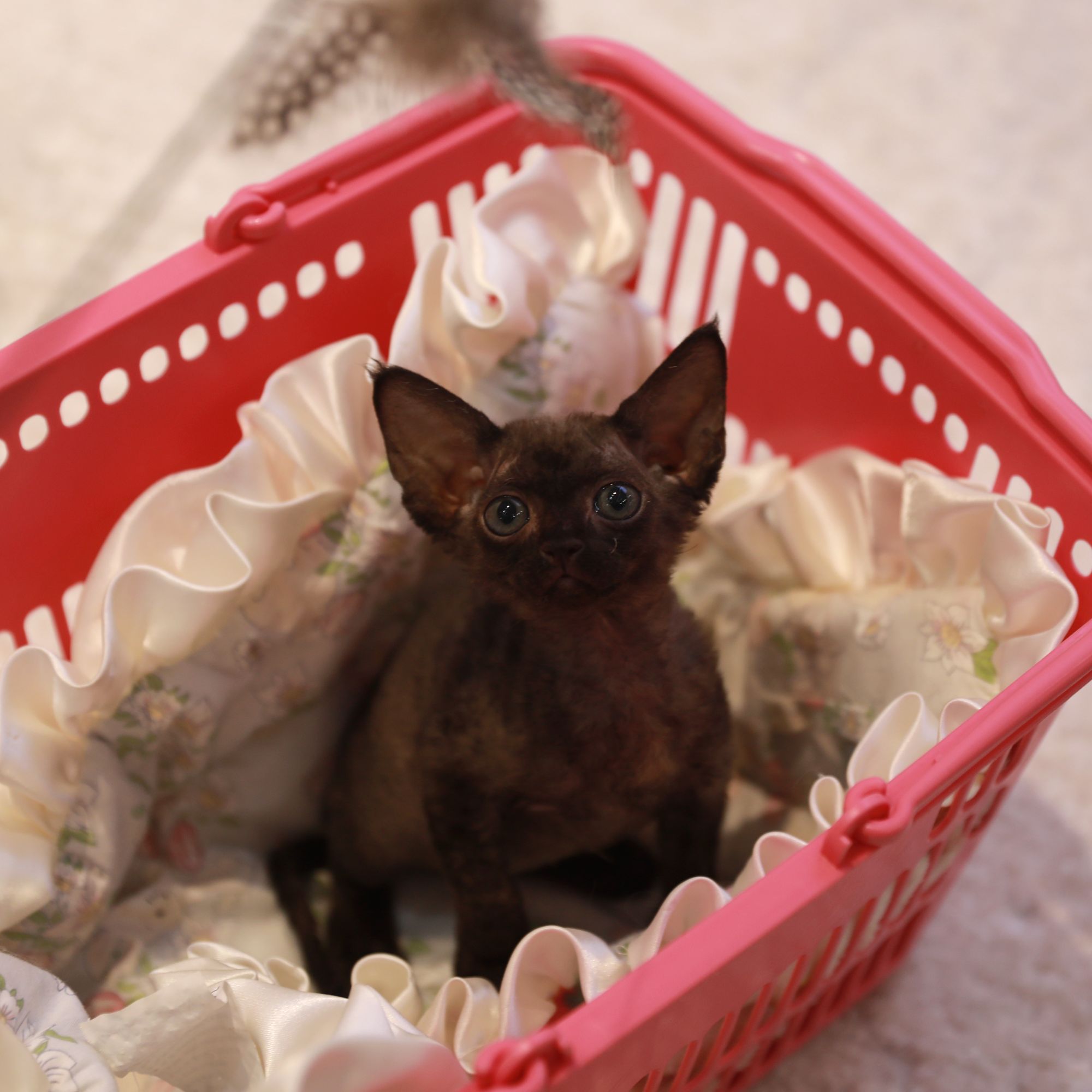 【云梦猫舍】德文弟弟（可乐）