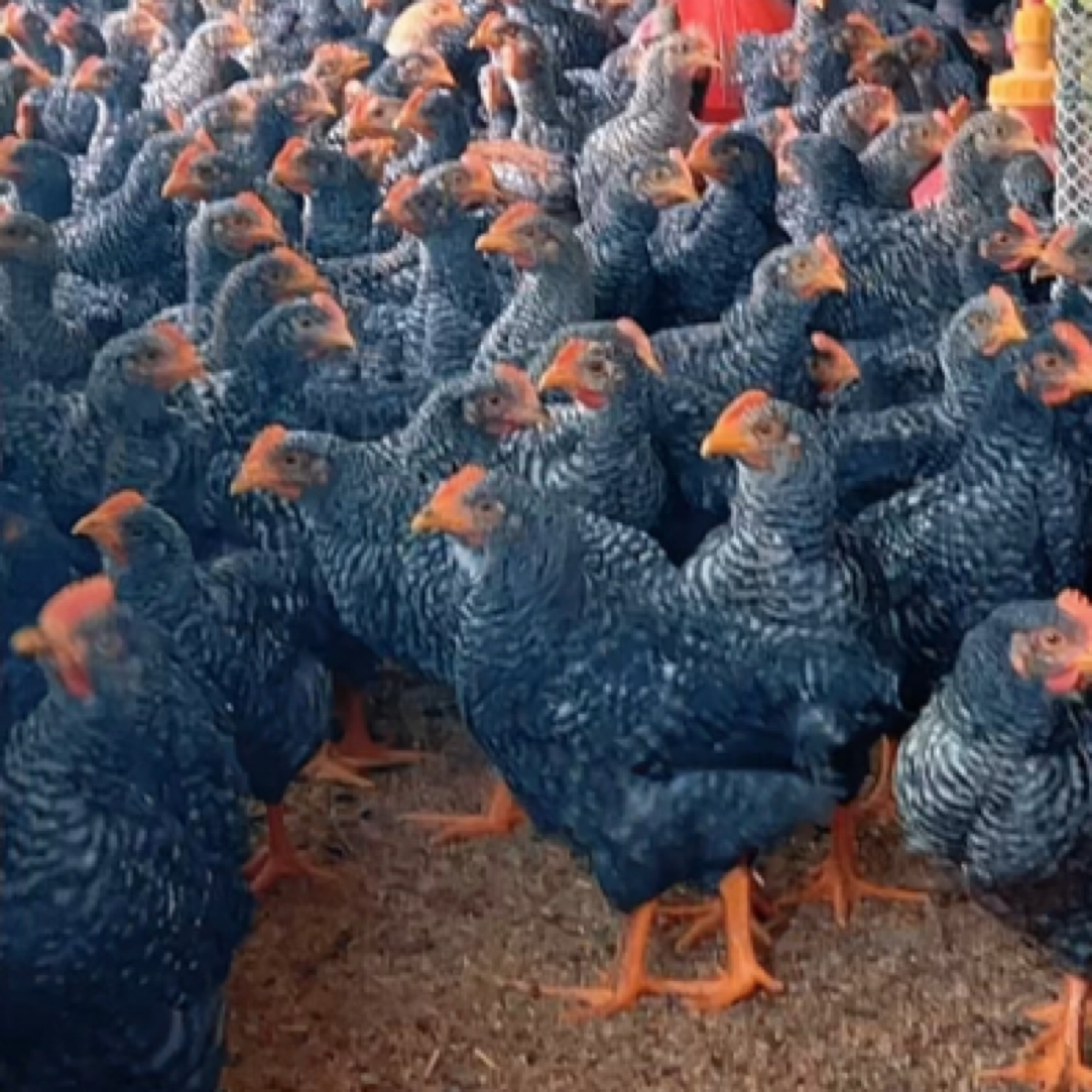 宠物鸡 金芦花阉鸡  高原土阉鸡 包邮1.4斤以上发货