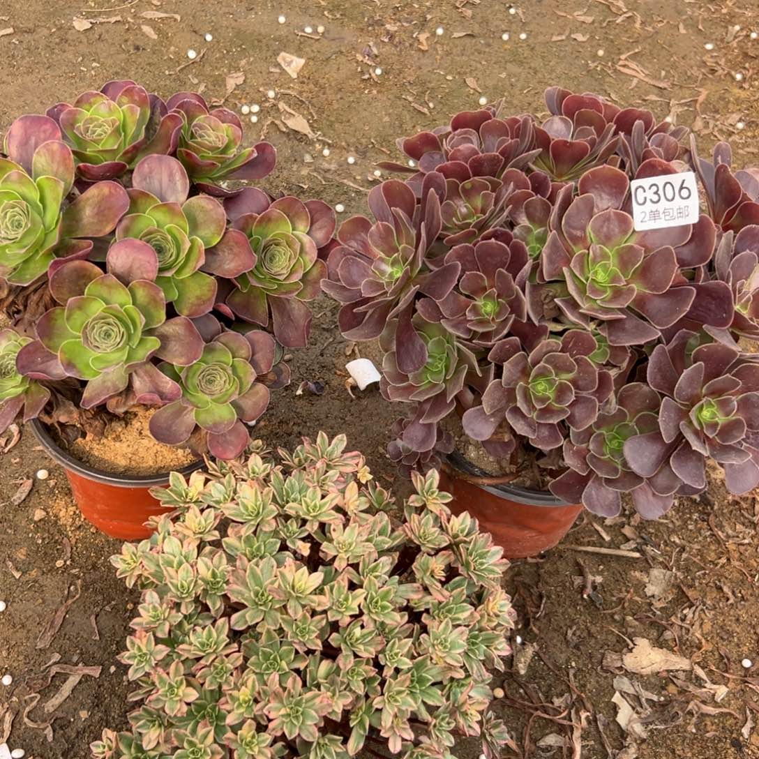 306多肉  3颗不包断头