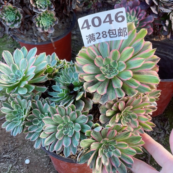 4046一号棚粉黛多肉