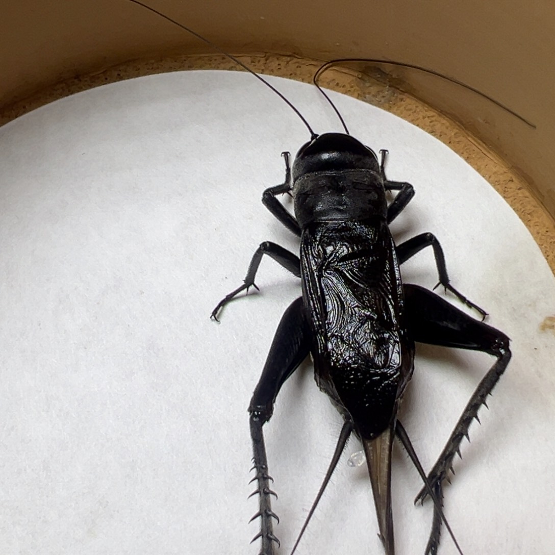 黑虫油葫芦鸣虫听叫