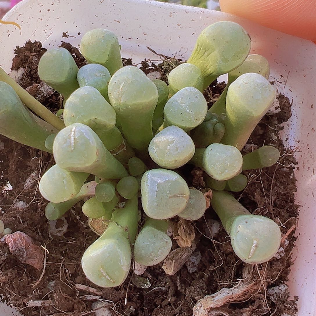 五十铃玉19包邮多肉