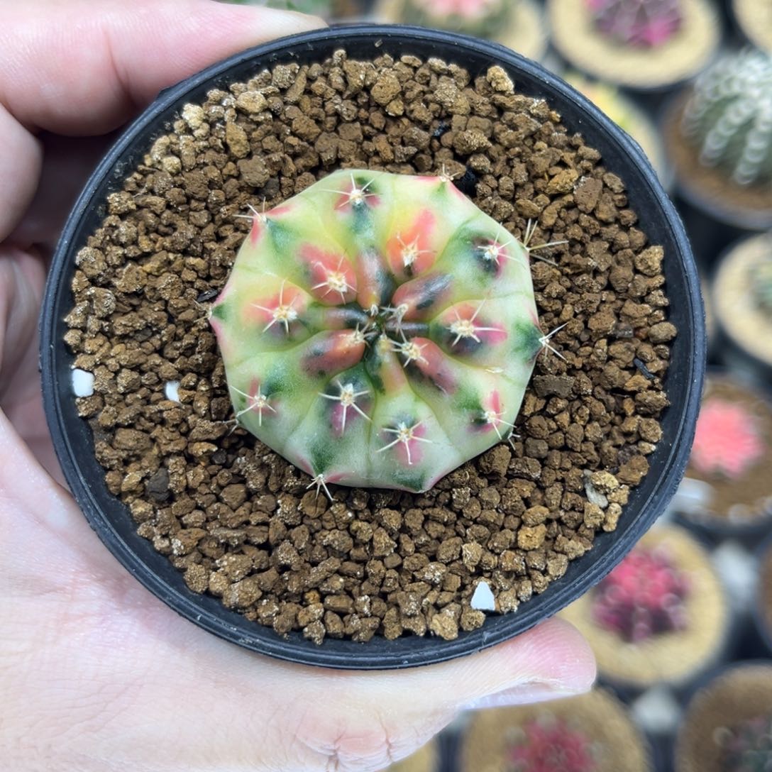 黄宝石侧芽—————————