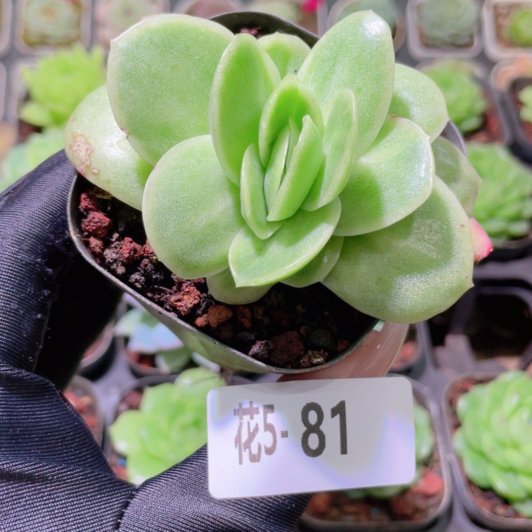 花利美5-81冰玫瑰