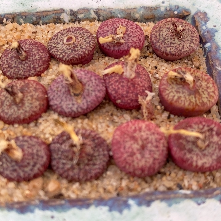 密纹安贞一颗买3送1