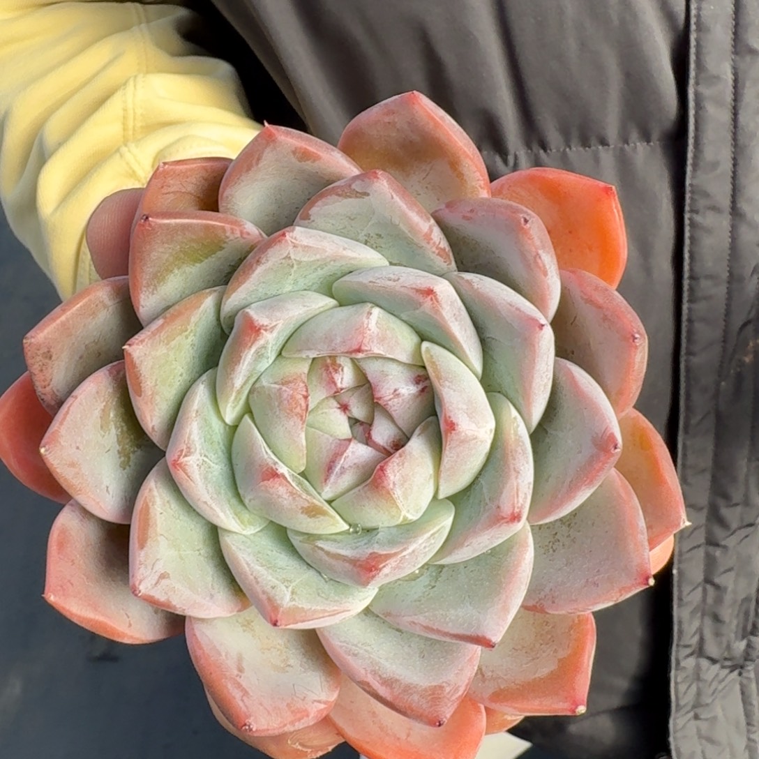 从前慢花园多肉编号-冰泉