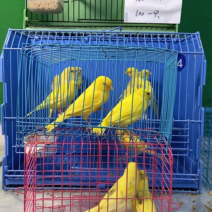 文鸟蜡黄辣椒马赛克红袍直播间选鸟下单