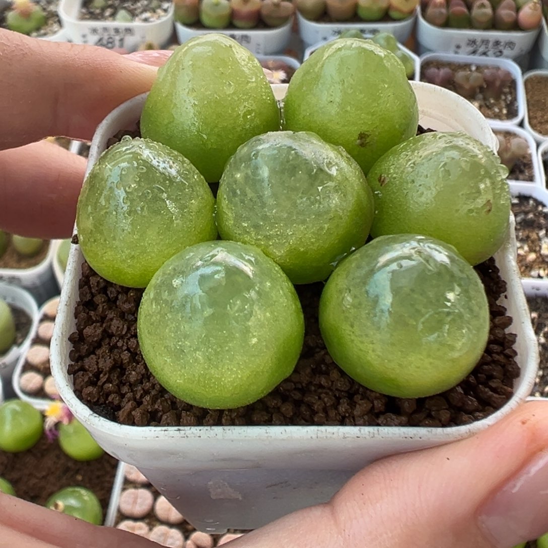 569灯泡七颗裸根发货