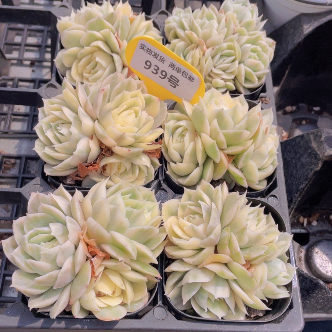 939号 昂斯诺锦群生一个