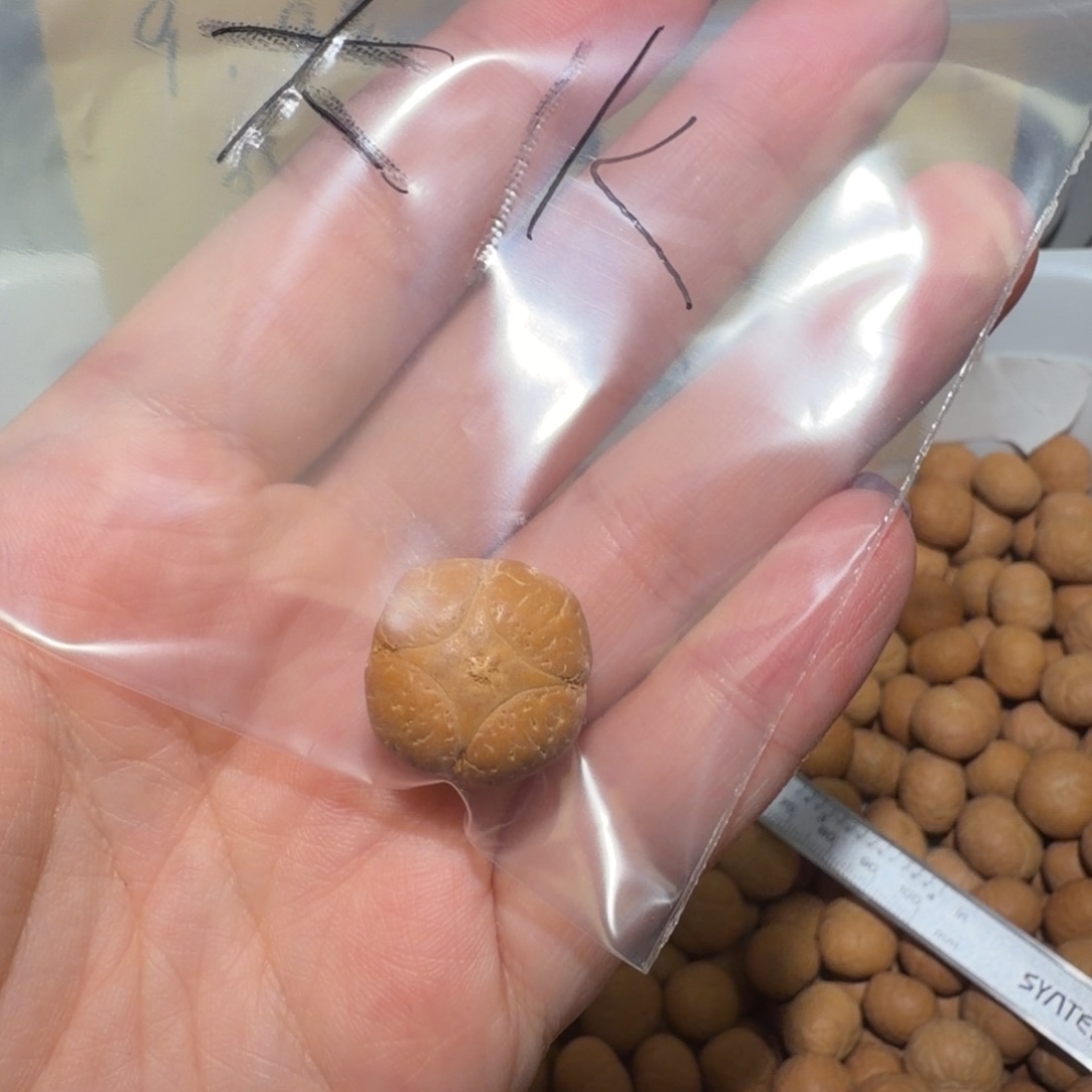 大****吊坠凤眼菩提大k老板