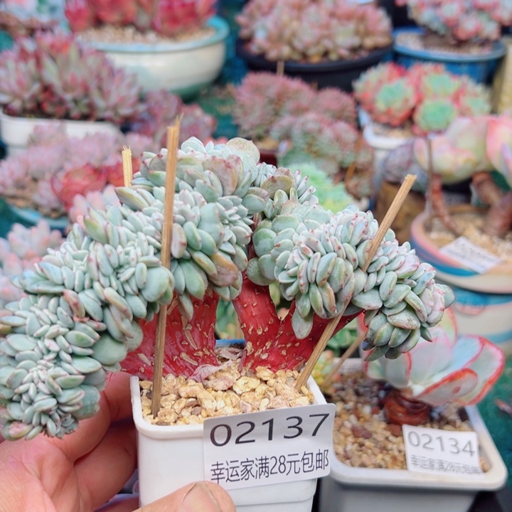 幸运的是我还没遇到过