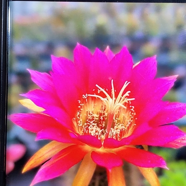 毛 绍德尔星/侧芽歪20包邮/