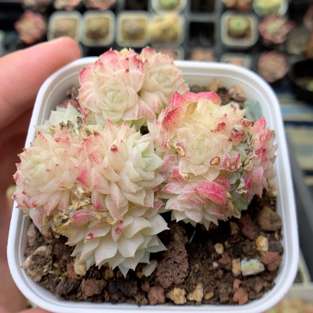 T96不整，20包邮两天凑单偏远不发货