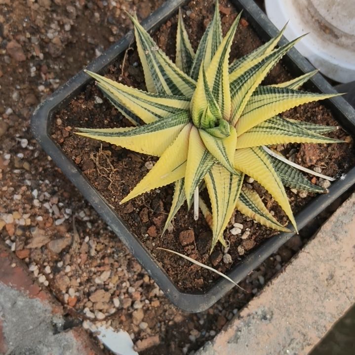 无花朵硬叶一物一拍，所见所得 