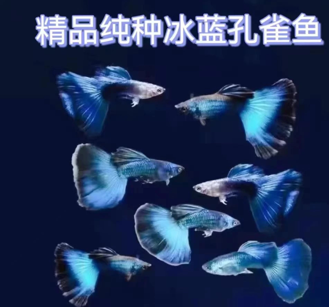 【莫斯科冰蓝】小型热带鱼观赏鱼孔雀鱼 