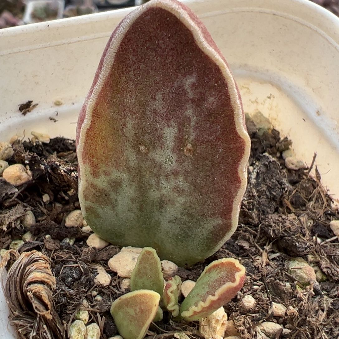 雨蝶大苗多肉植物水泡斑点款