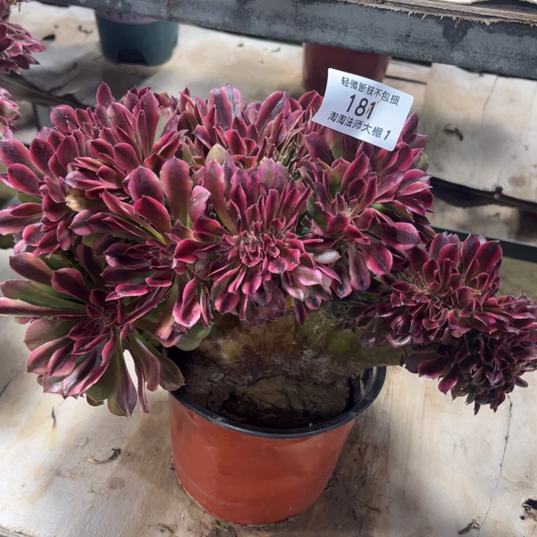 181雅典娜缀化多肉植物法师