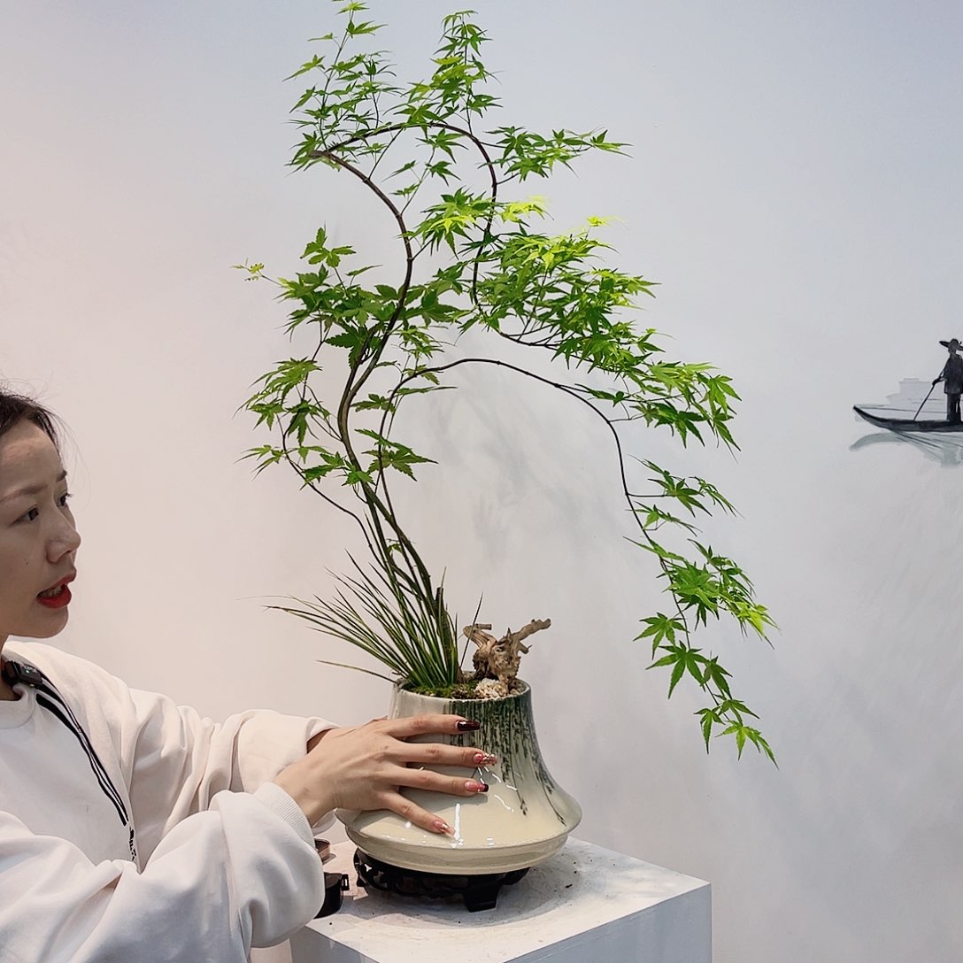 高端绿植一物一拍