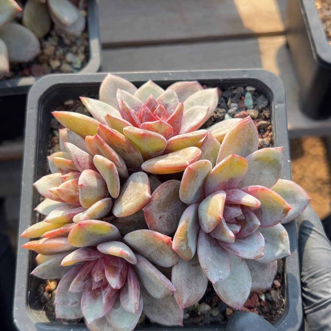 德国香槟11111111111111