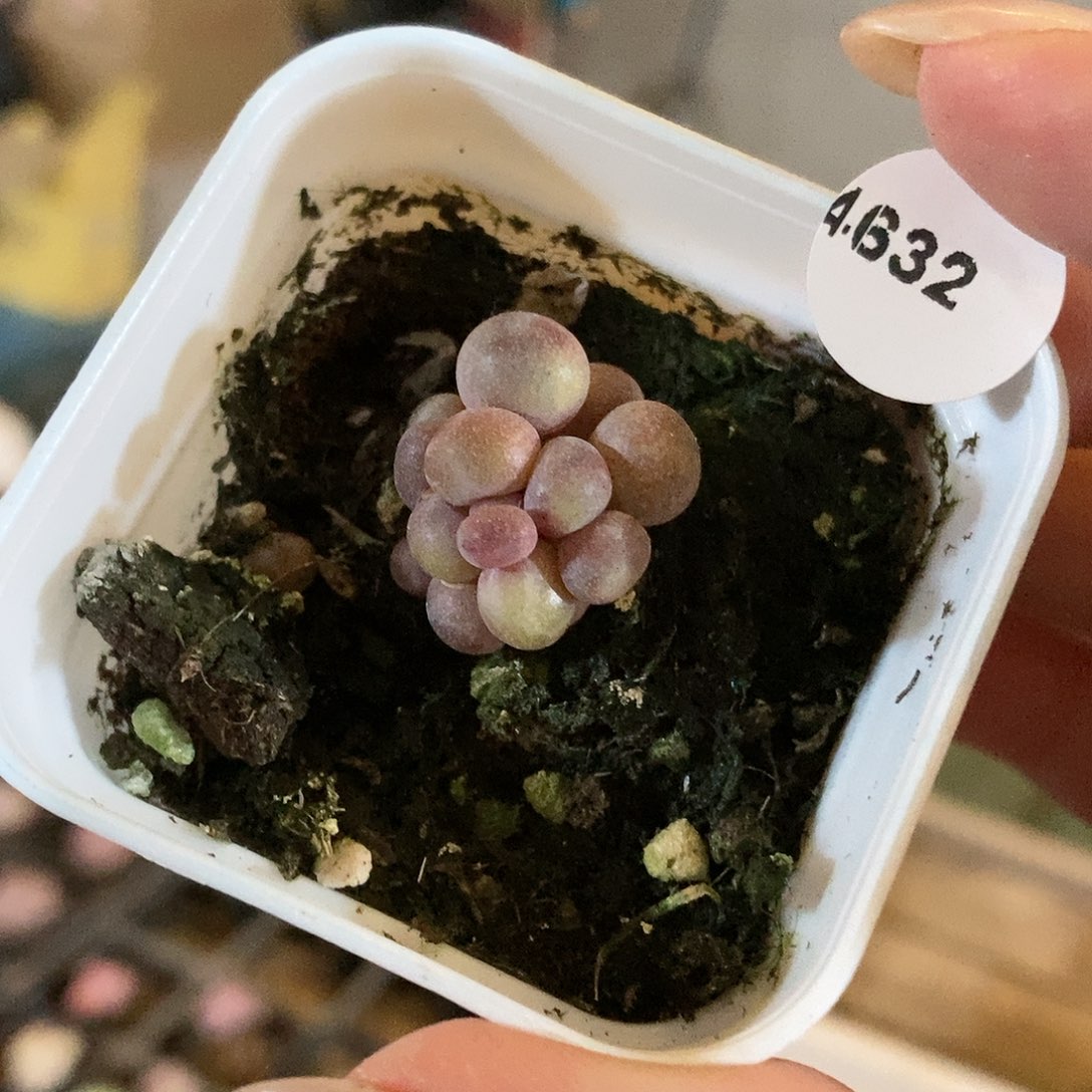 4632糖果奶酪带盆土111
