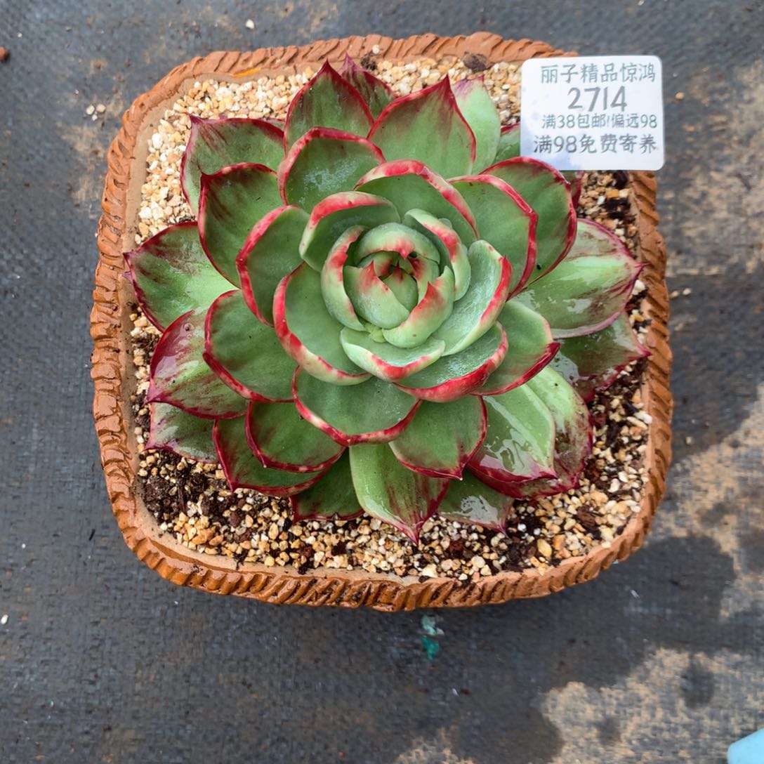 苏***蘇2714惊鸿。多肉植物。尺寸12