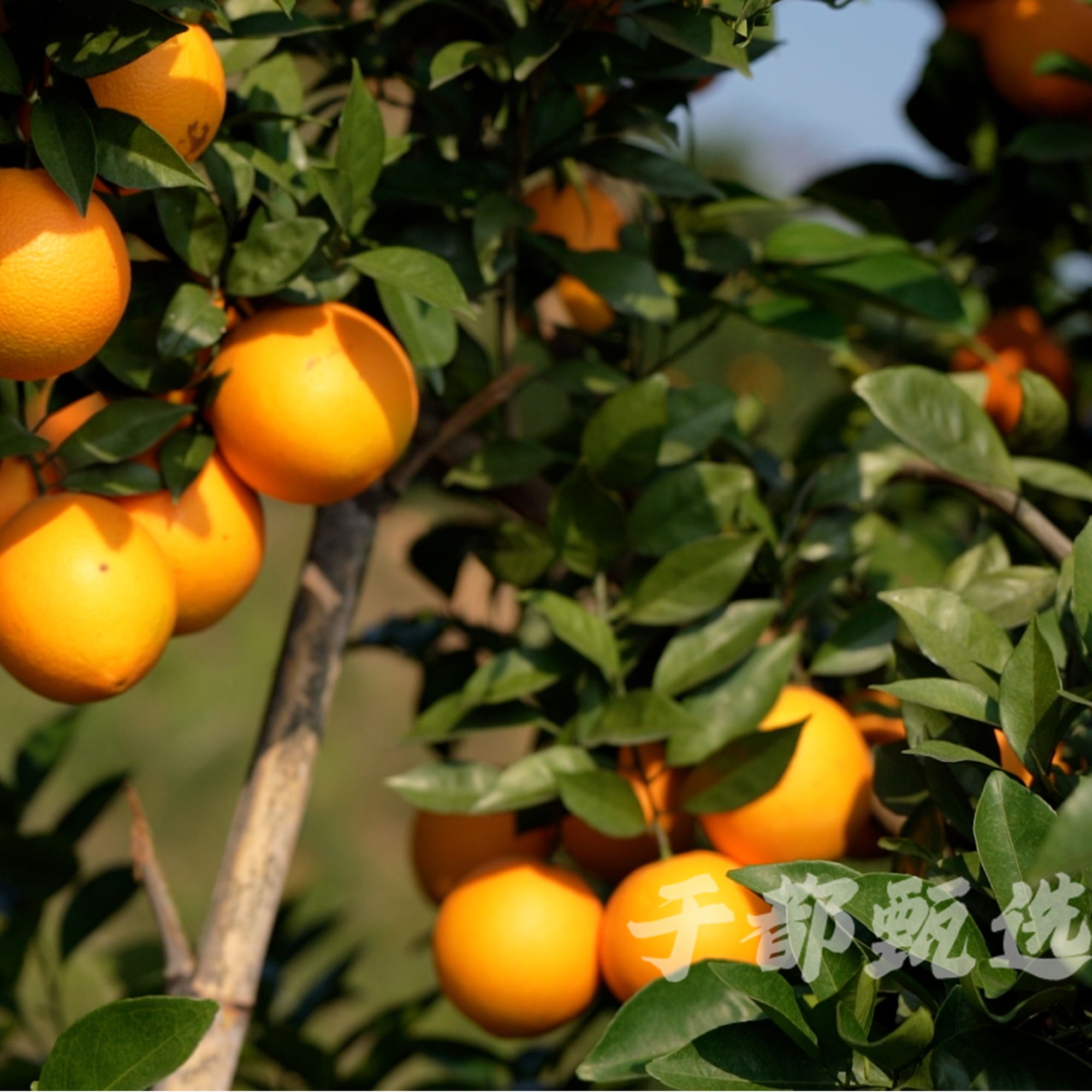 10斤江西赣南脐橙新鲜现摘产地直发鲜甜多汁橙子