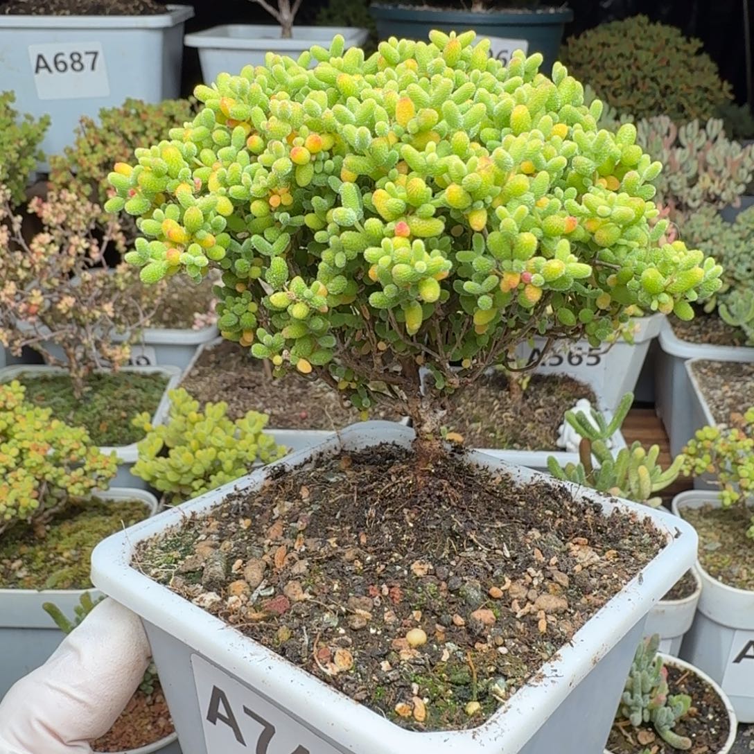 ****A745蜜橘糖球开播福利