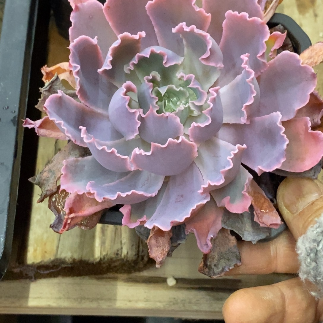 精品多肉一物．．．拍不包整246